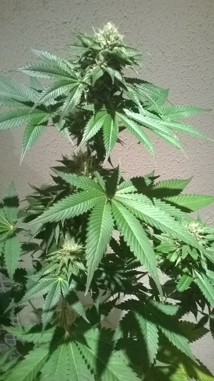 OG Kush Larry.jpg