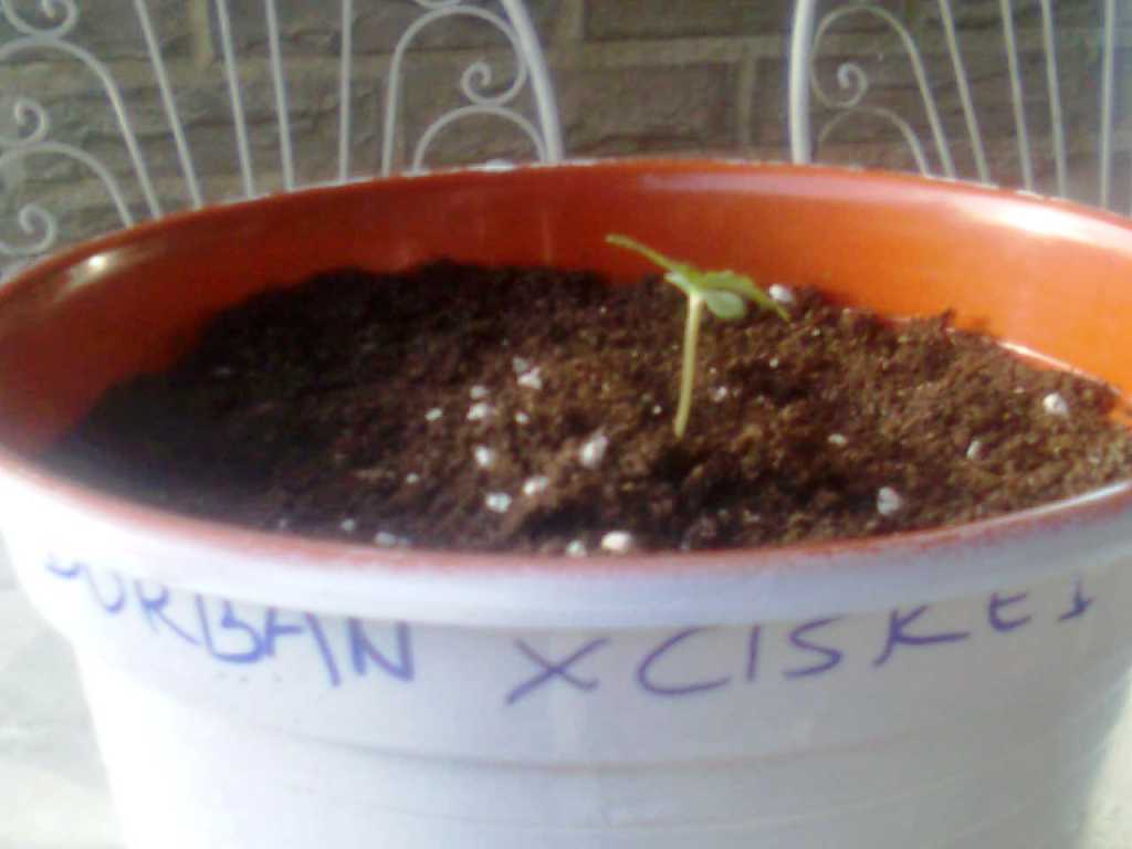 durbanxciskei.jpg
