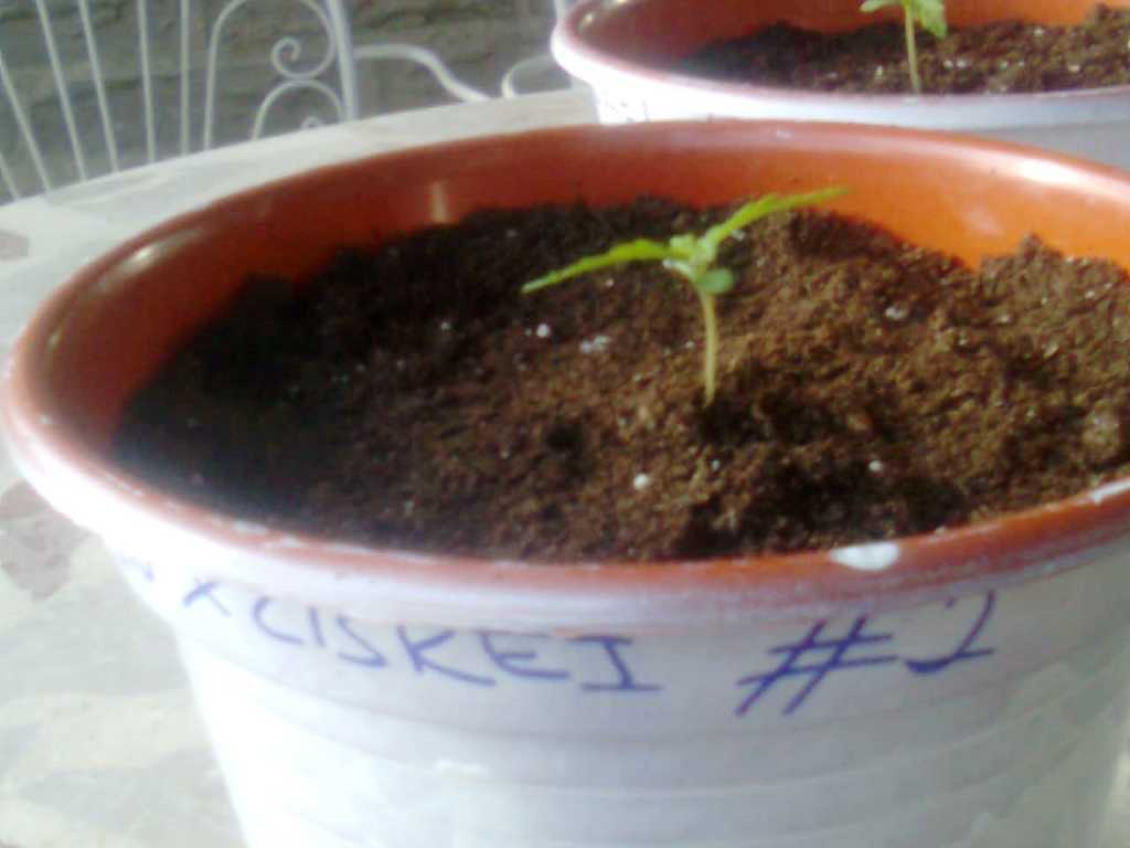 durbanxciskei 2.jpg
