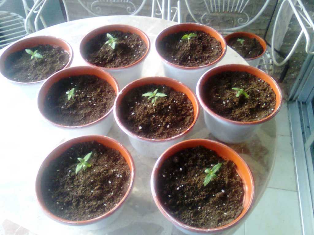 Imagen0185.jpg