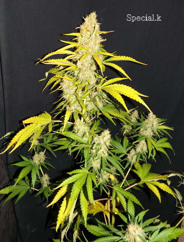 Special K 3  %23480.jpg