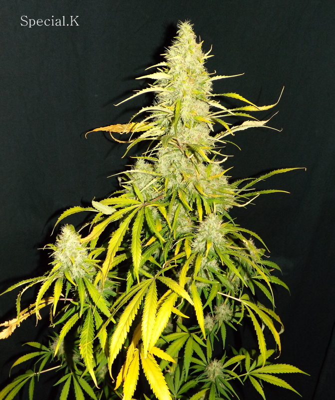 Special K 6 %23480.jpg