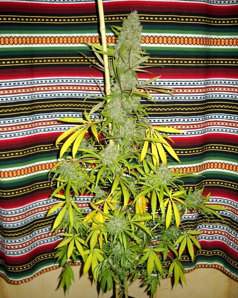 DSCN0415.JPG