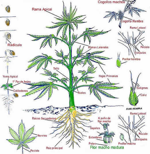 ficha-botanica-cannabis2.jpg