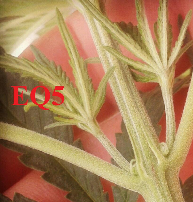 eq5-1.jpg
