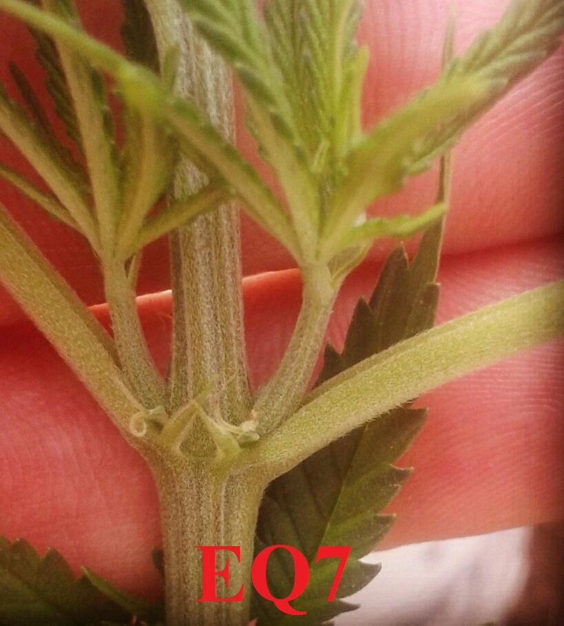 eq7-1.jpg