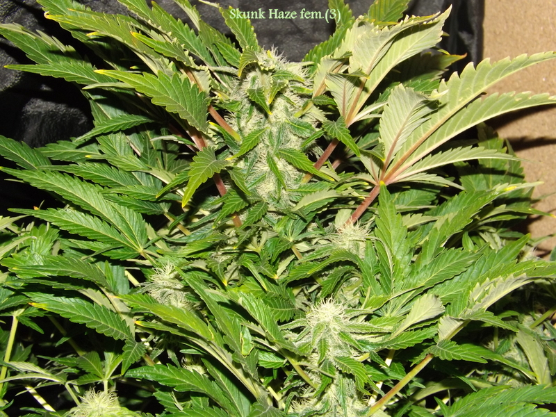 DSCF8590.JPG