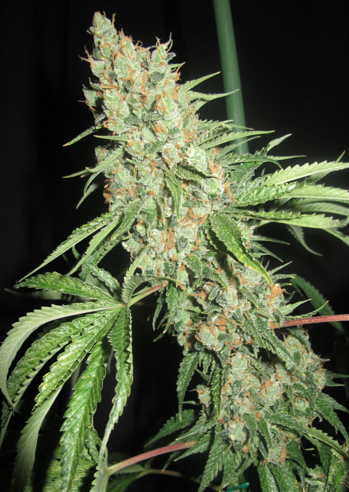 Medevac-Kush-1 pequeña.jpg