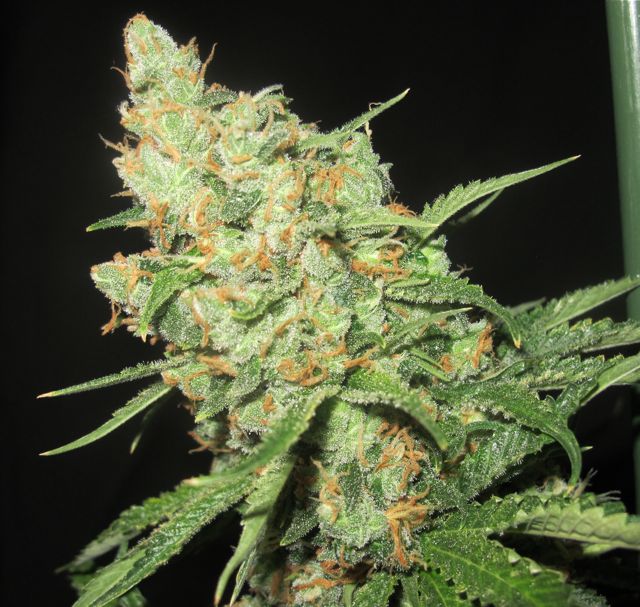 MedevacKush-2.jpg