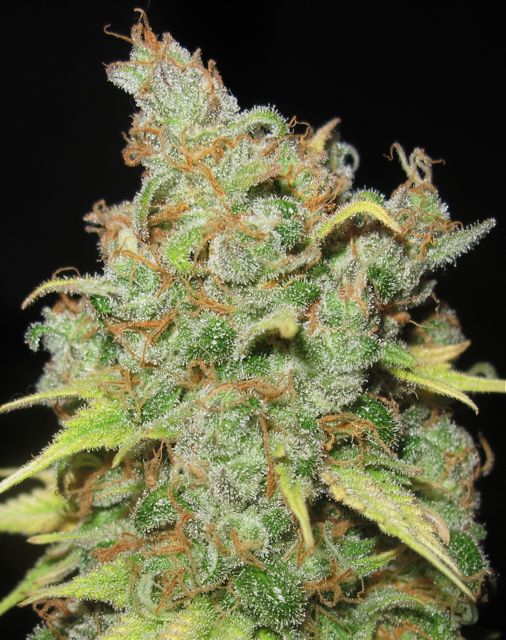 MedevacKush-3.jpg