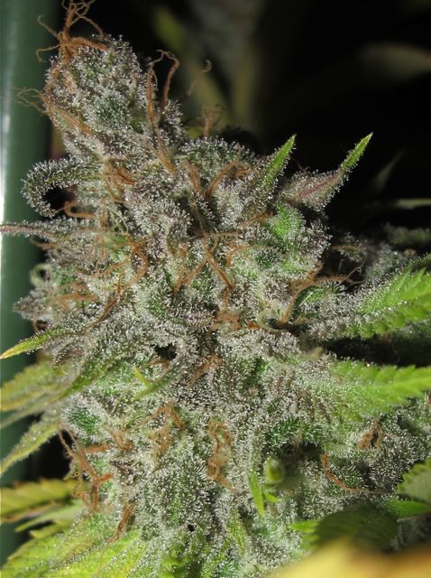 UltraGrapefruit-feb-1.jpg