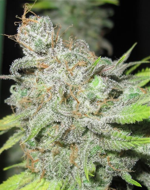 UltraGrapefruit-feb-2.jpg