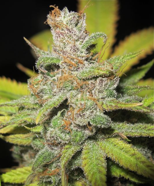 UltraGrapefruit-feb-3.jpg