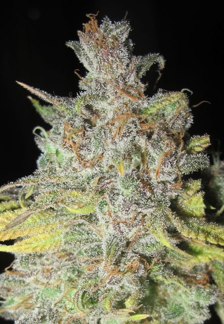 UltraGrapefruit-feb-4.jpg