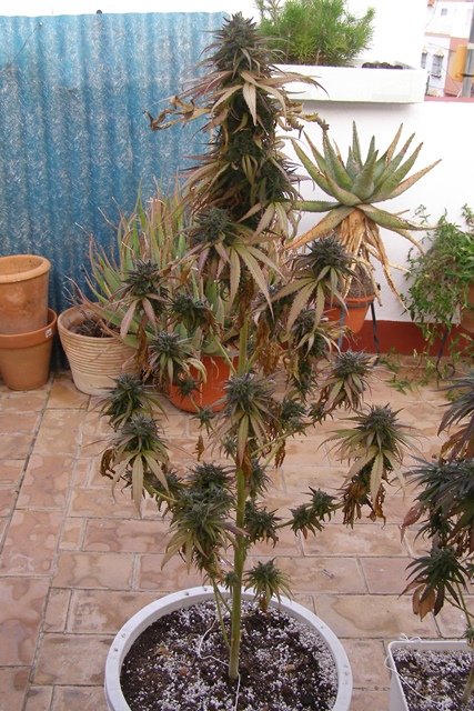 PA021774 - copia.JPG