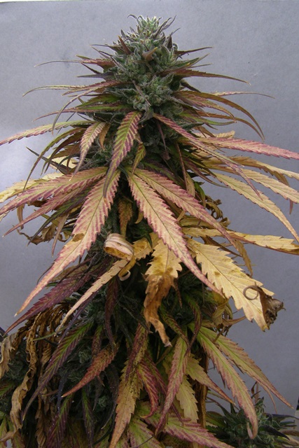 PA021775 - copia.JPG