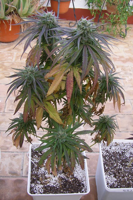 PA021780 - copia.JPG