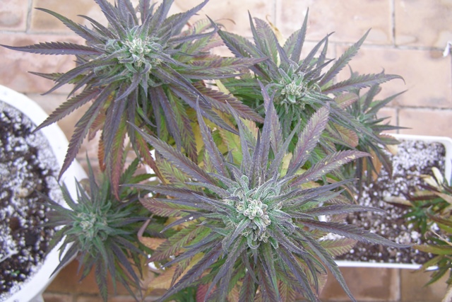 PA021781 - copia.JPG