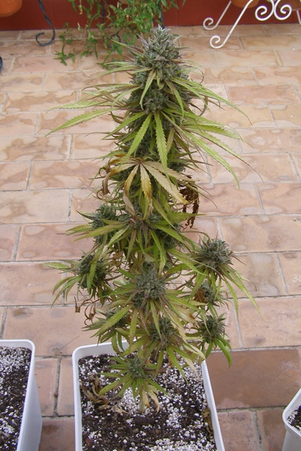 PA021790 - copia.JPG