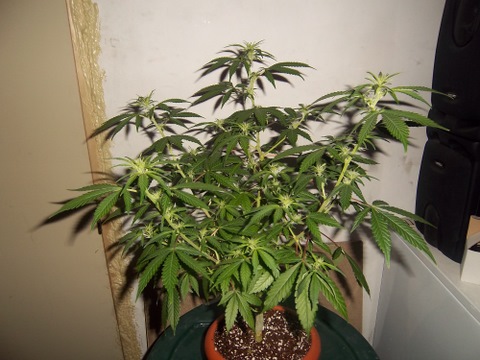 IMGP0941.JPG