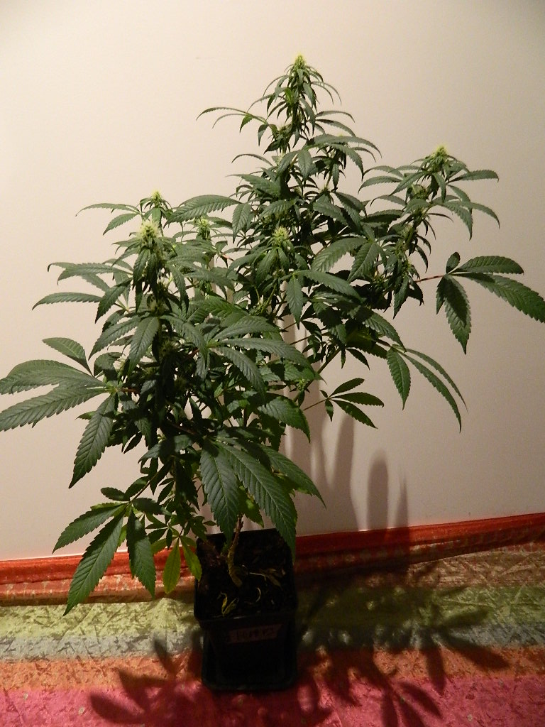 DSCN4385.JPG
