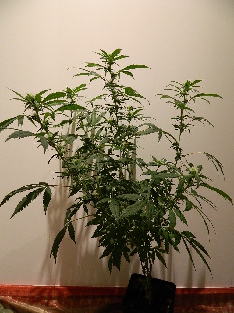 DSCN4400.JPG