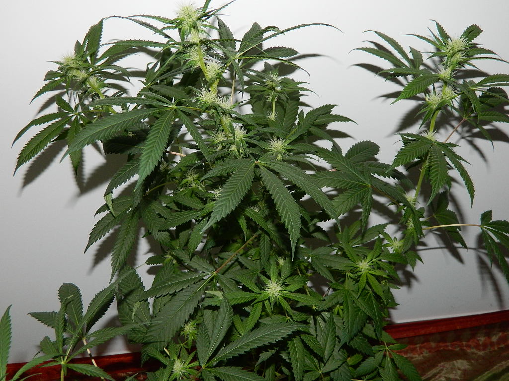 DSCN4405.JPG
