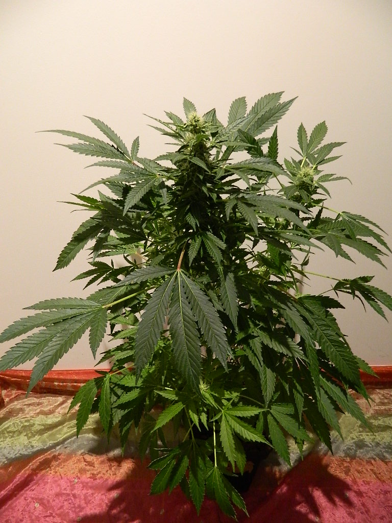 DSCN4417.JPG