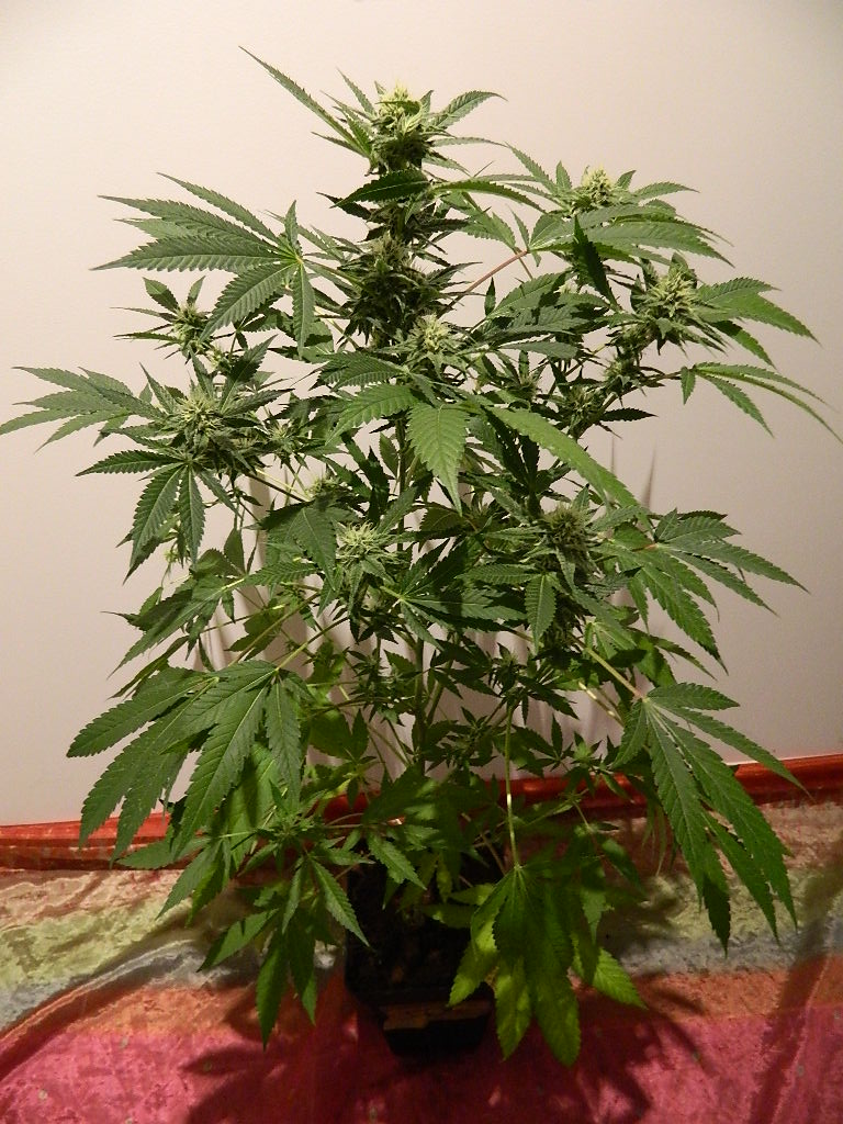 DSCN4451.JPG