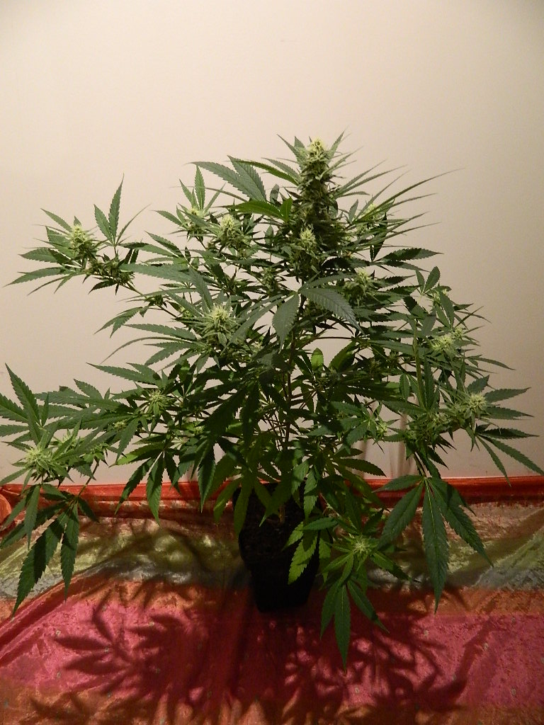 DSCN4455.JPG
