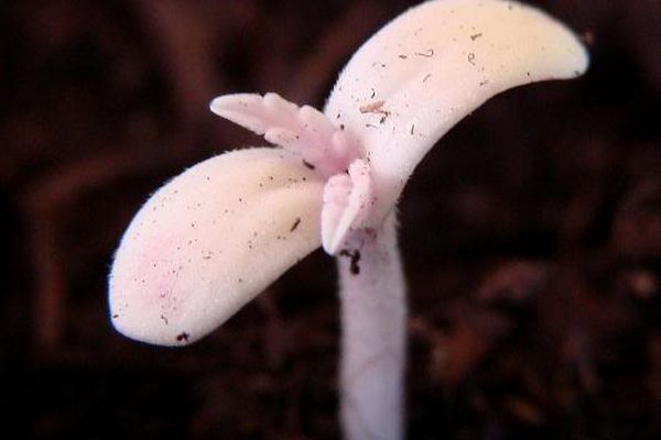 5.Cotiledones_blog_cdn.jpg