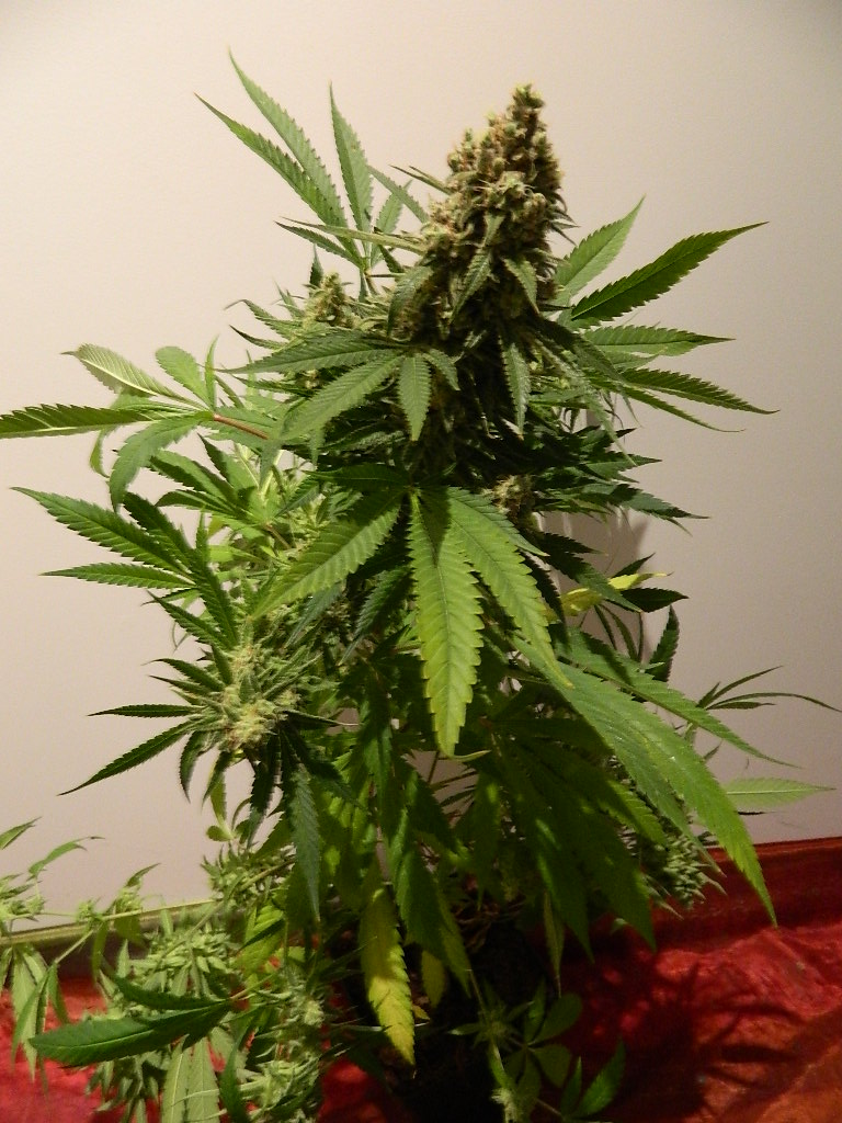 DSCN4467.JPG