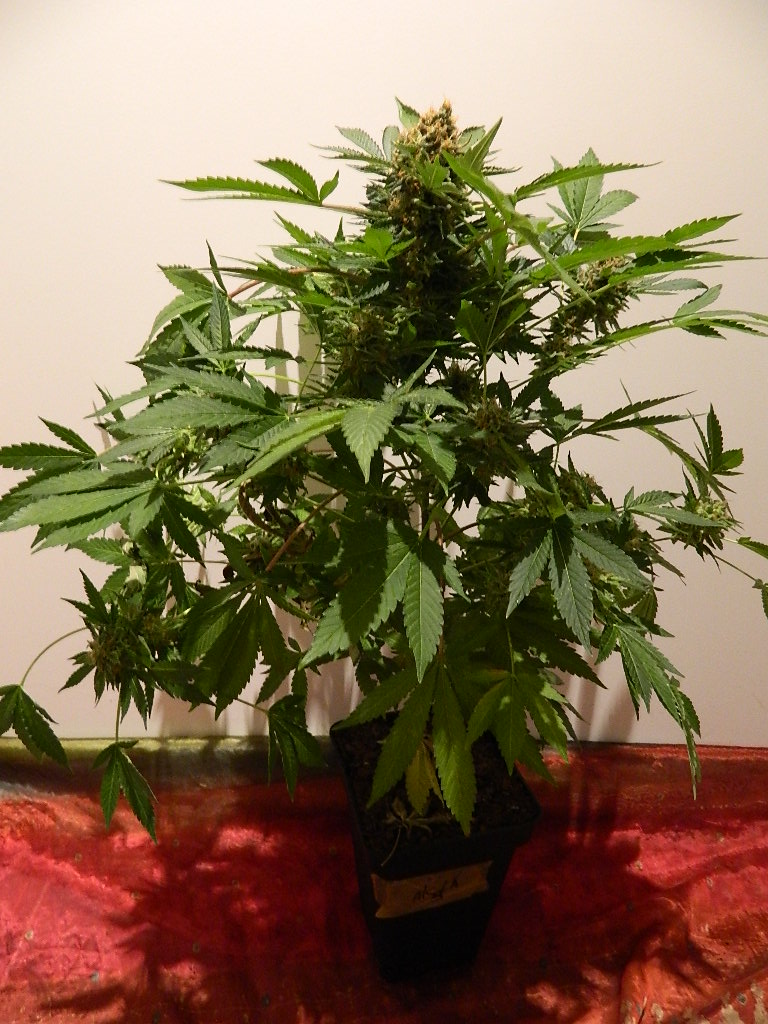 DSCN4505.JPG