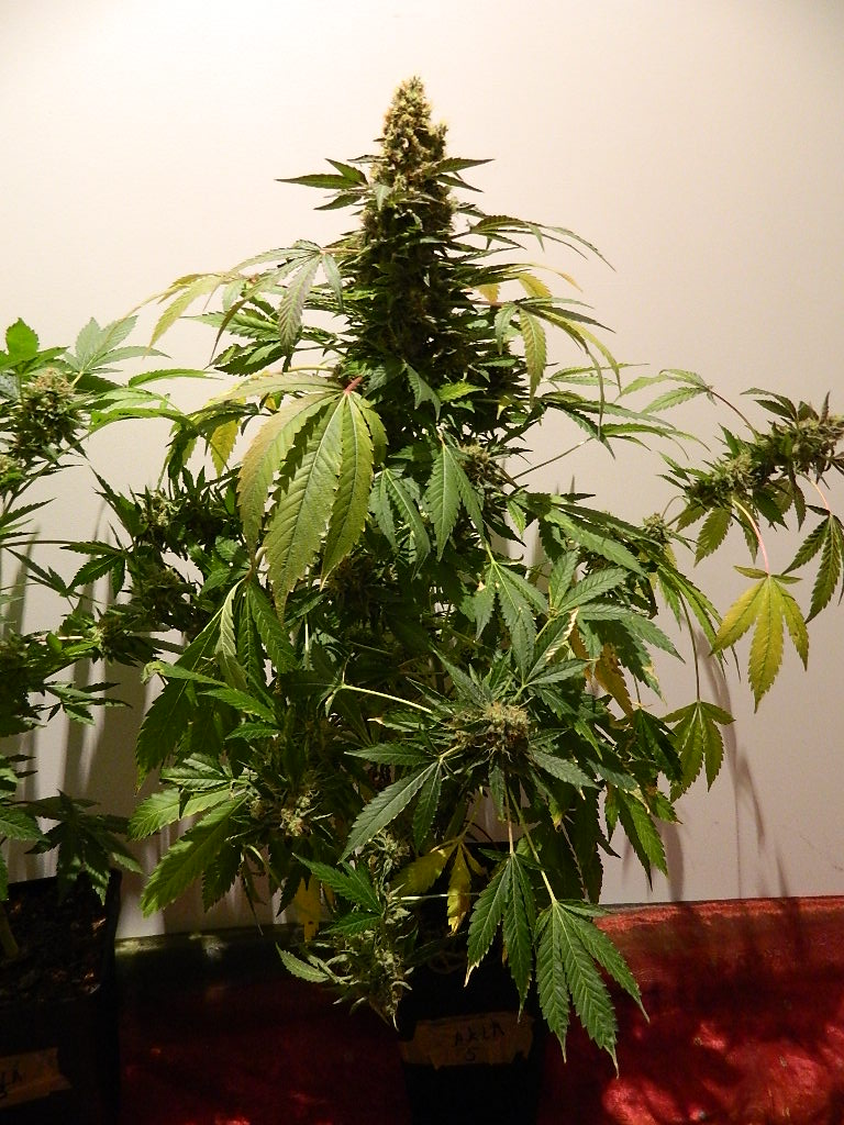 DSCN4517.JPG