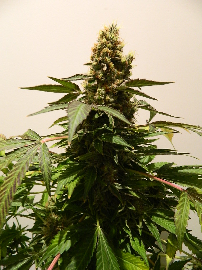 DSCN4516.JPG