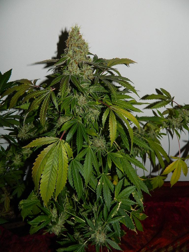 DSCN4522.JPG
