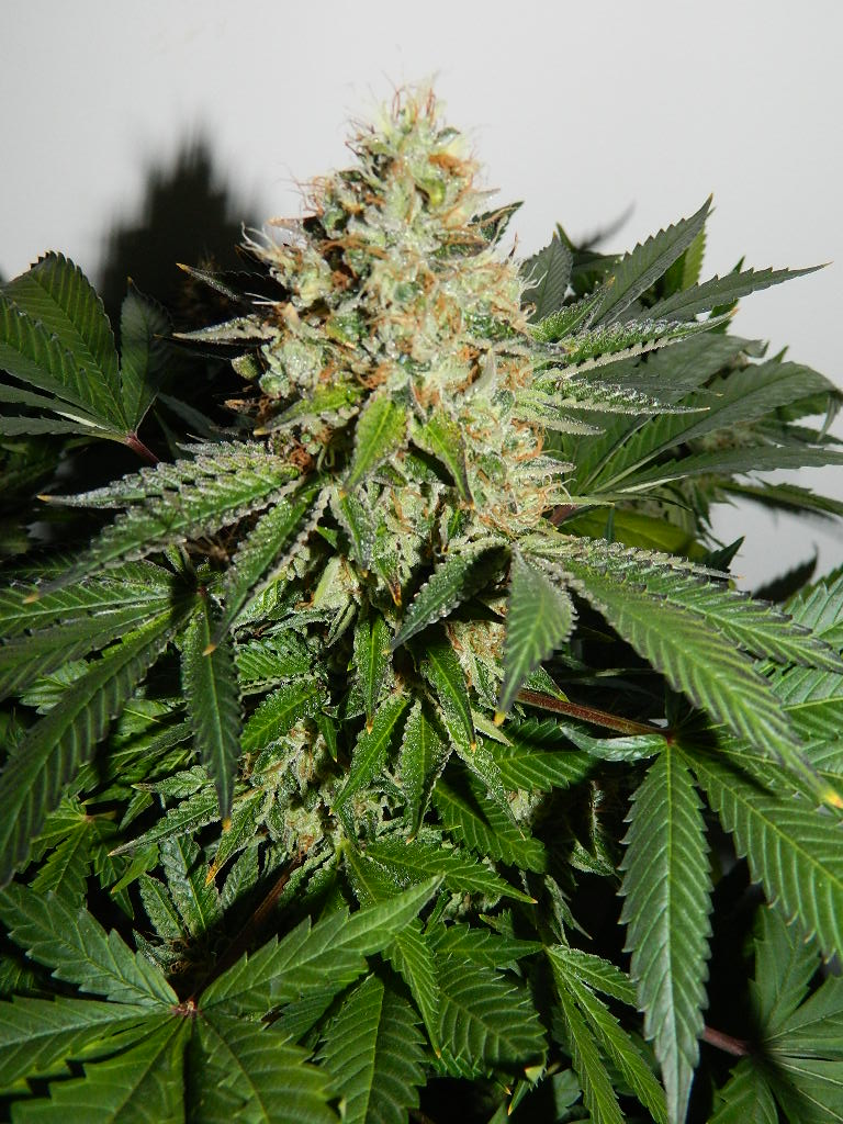 DSCN4530.JPG