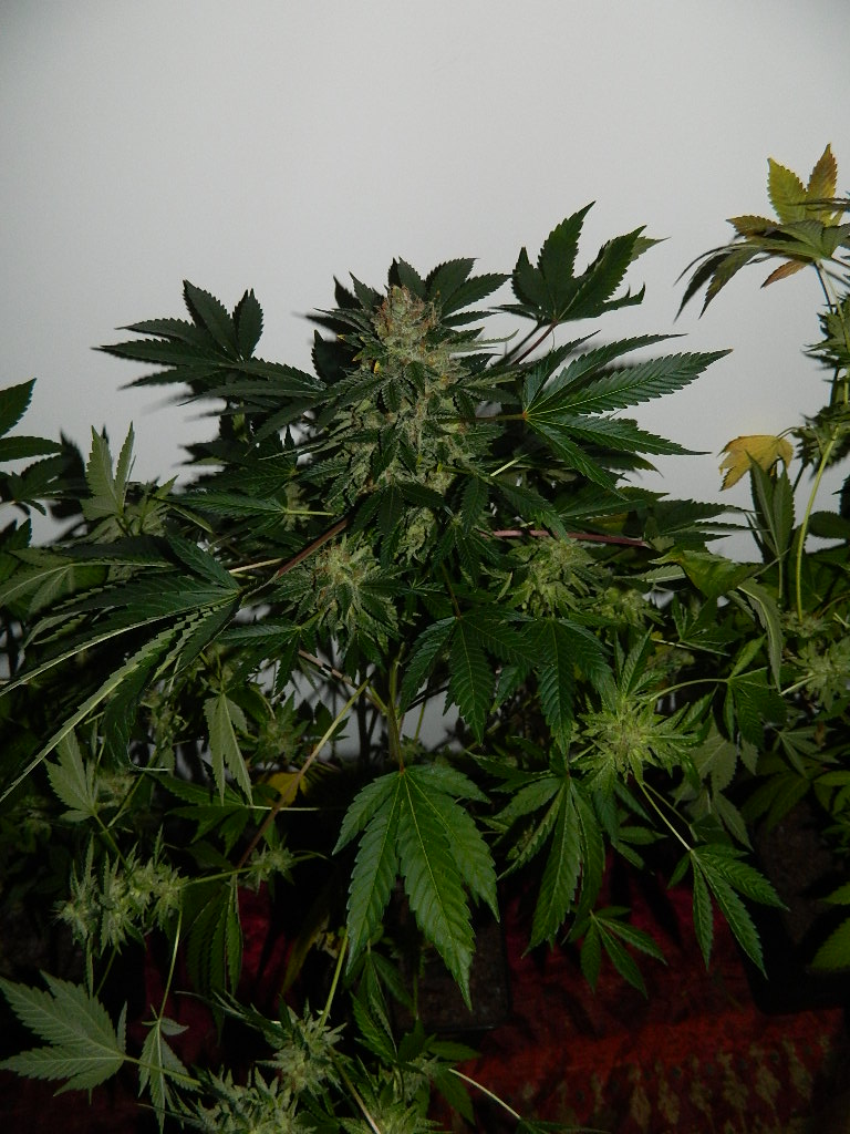 DSCN4540.JPG