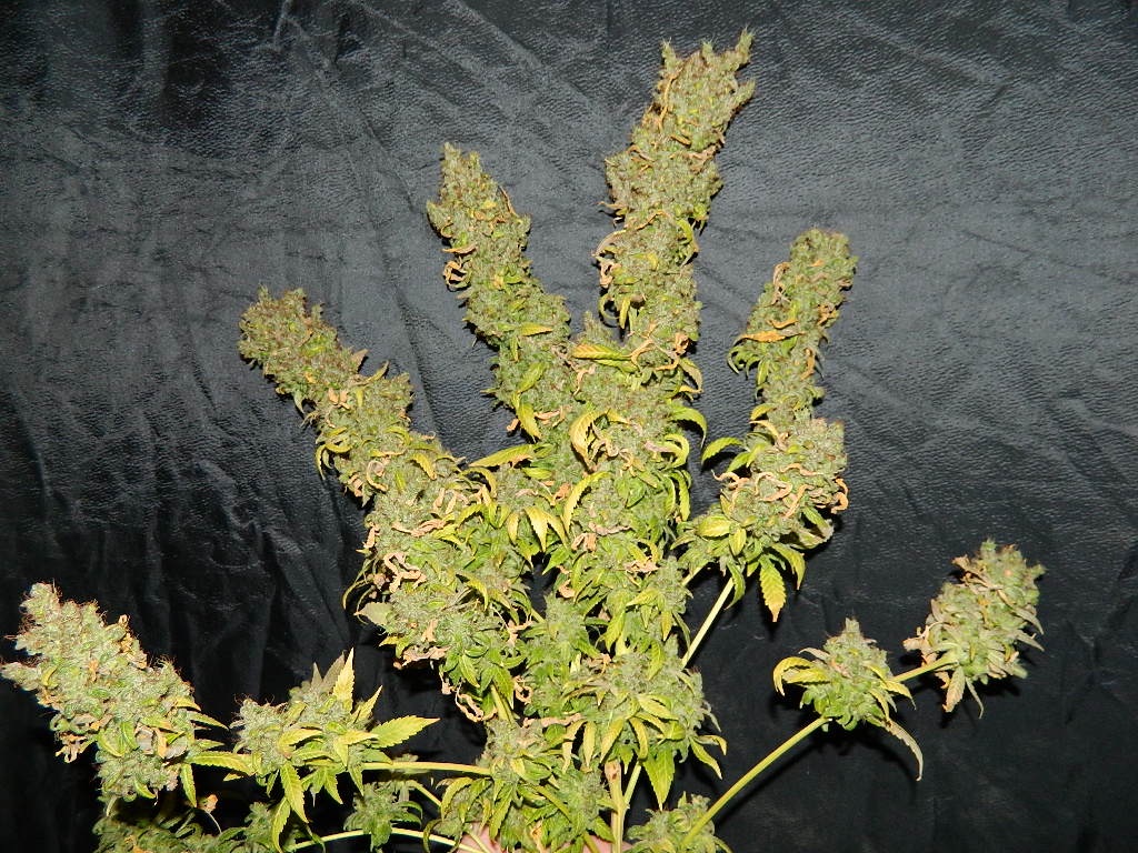 DSCN4549 HHxMEX.JPG