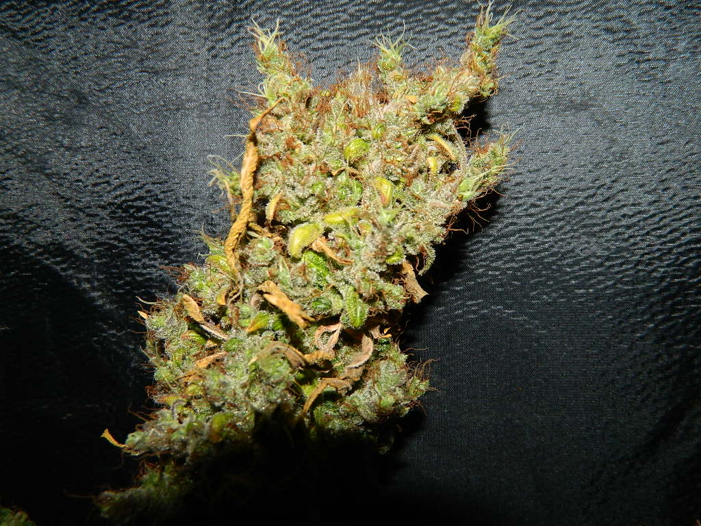 DSCN4553.JPG