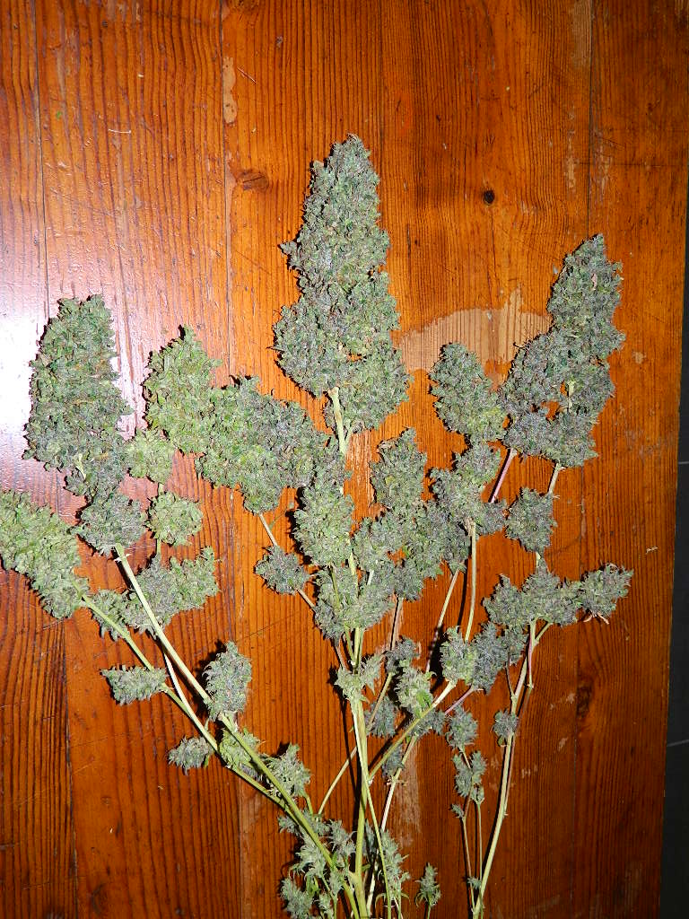 DSCN4570.JPG