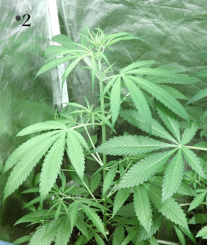 DSCF9424.JPG