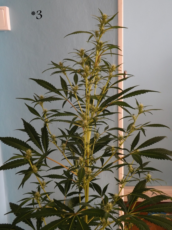 DSCF9712.JPG