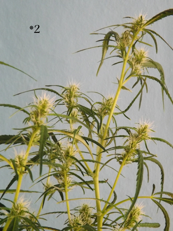 DSCF9750.JPG