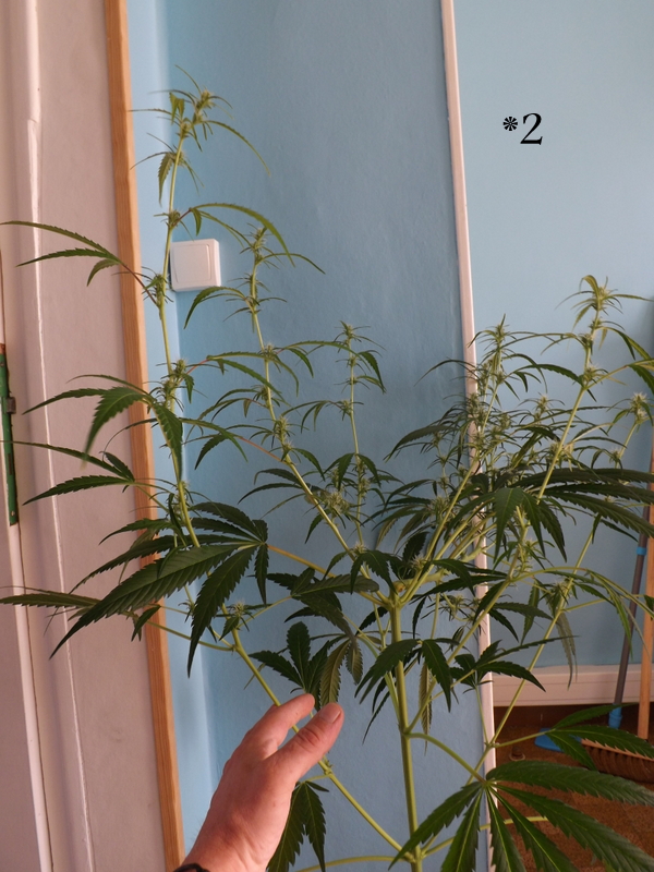 DSCF9747.JPG