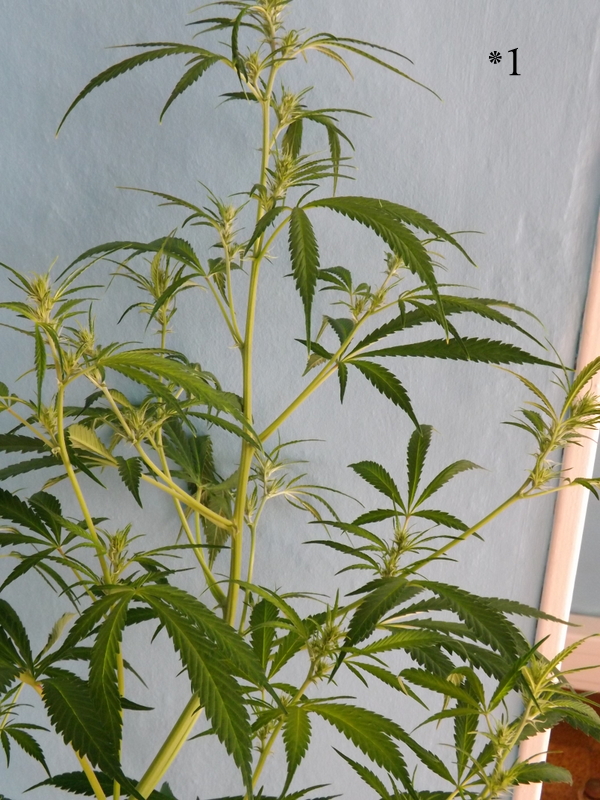 DSCF9736.JPG