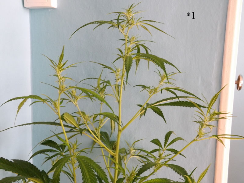 DSCF9727.JPG