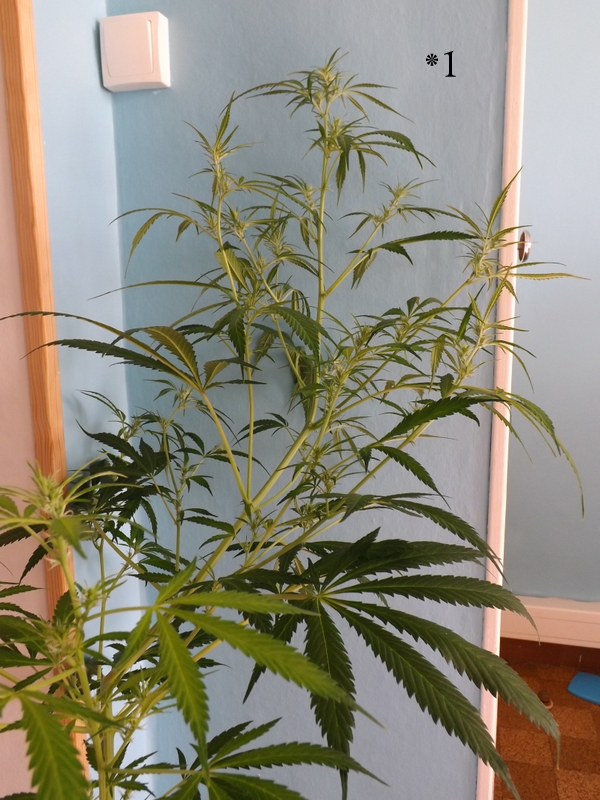 DSCF9726.JPG