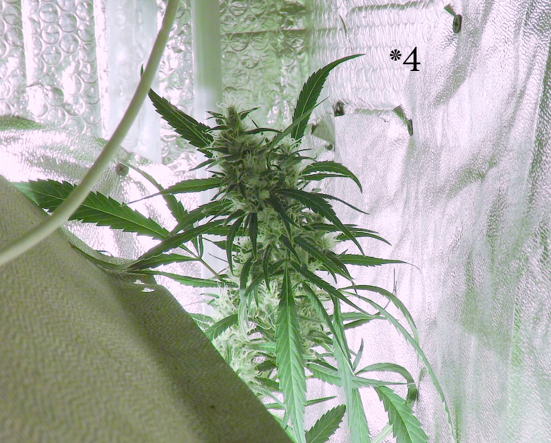 DSCF9862.JPG