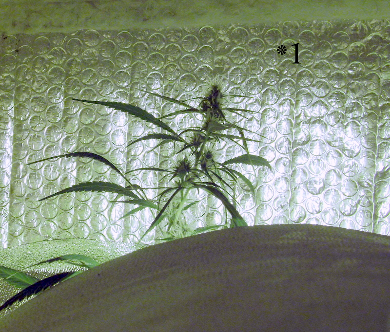 DSCF9866.JPG